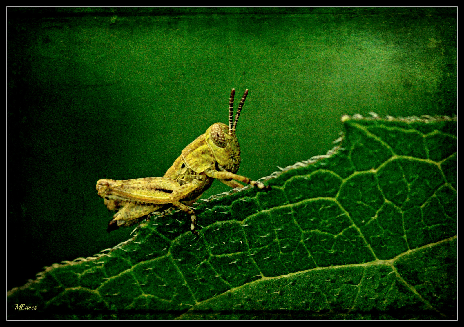Textured Bug Wallpaper : macro, nature, bug, insect, grasshopper, toned, textured ...
