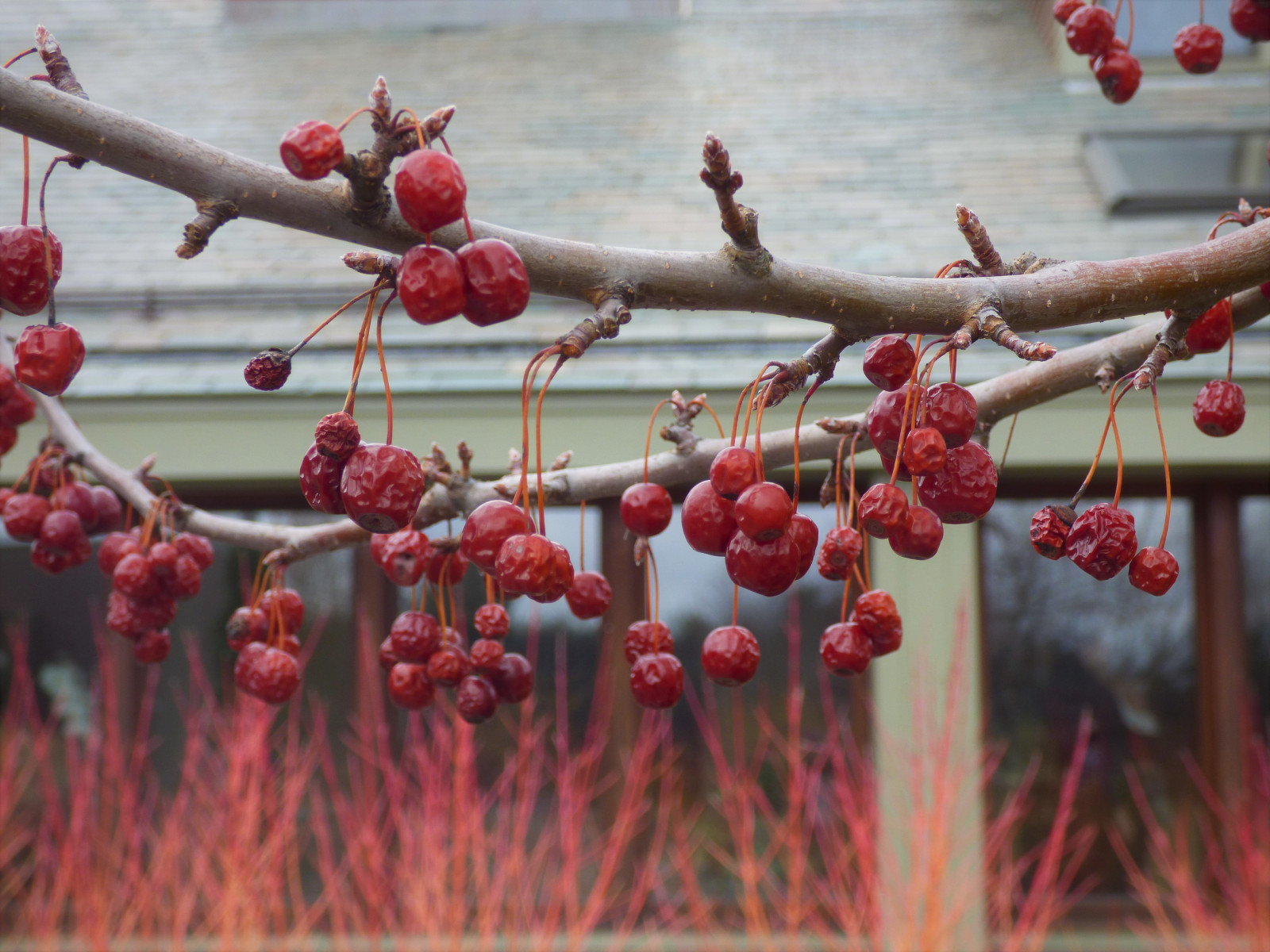 Natur, rot, Ast, Frucht, Frühling, Eberesche, Baum, Apfel, Pflanze, draussen, Beere, Kirsche, Botanischer Garten, Öffentlicher Garten, Zweig, produzieren, Cranberry, Crabapple, Rosa Pfefferkorn, Schisandra, Towerhillbotanicgarden, silver buffaloberry