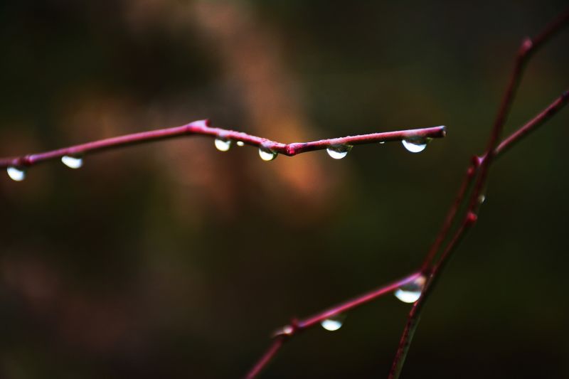 naturaleza, rojo, fotografía, gotas de agua, macro, rama naturaleza, rojo, fotografía, gotas de agua, macro, rama
