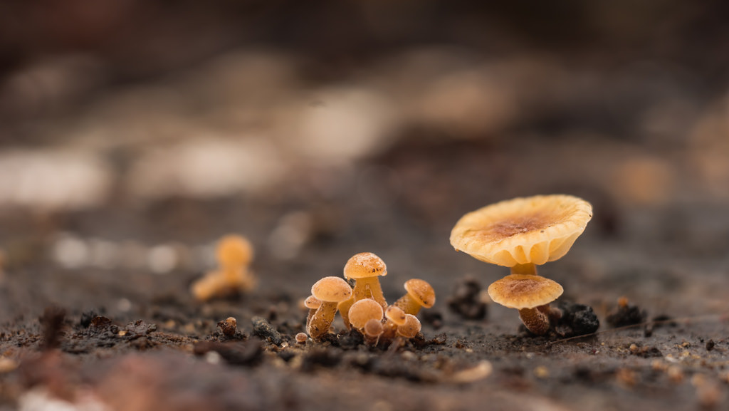 sollys, blomster, natur, planter, fotografering, tæt på, makro, champignon, insekt, Samsung, dyreliv, bokeh, Leeds, svamp, Bi, F28, 50mm, dybdeskarphed, efterår, prime, blad, blomst, plante, sæson, flora, dOF, skov, svampe, M42, manualfocus, Det Forenede Kongerige, selectivefocus, primelens, håndholdt, skov, tæt, woodlandwonders, jord, tæt på, makrofotografering, West Yorkshire, legacylens, vintagelens, samsungnx, NX1, nickcowling2017, nicholascowling2017, samsungnx1, classiclens, steinheilmunchencassars50mmf28, steinheilmunchencassars, steinheilmunchen, cassars, cassars50mmf28, 50mmf28, m42mount, 50mmprimelens, 50mmf28primelens