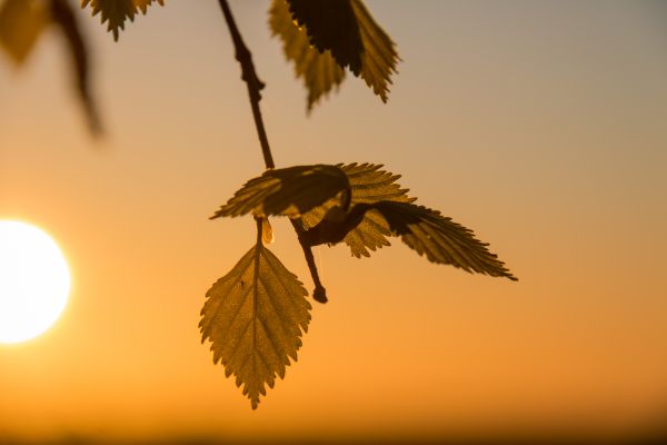 sunlight, sunset, nature, sky, branch, illustration