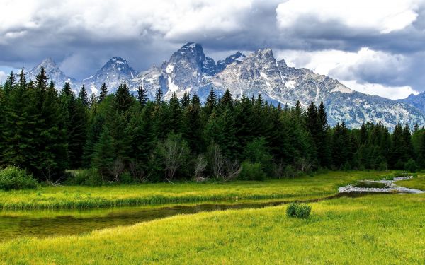 mountains,fir trees,wood,stream,cloudy,grass