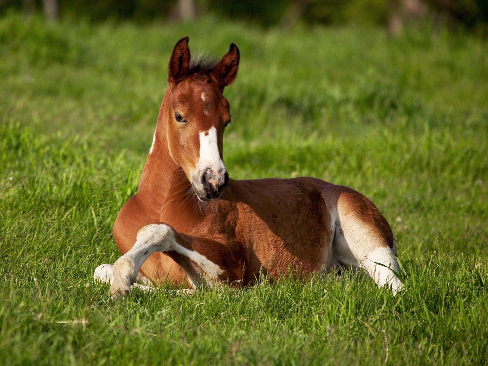 kůň, tráva, Hříbě, lučina, pastvina, hříbě, louka, kobyla, fauna, savec, 1600x1200 px, obratlovců, hříva, kůň jako savci, hřebec, mustang kůň, pastvisko