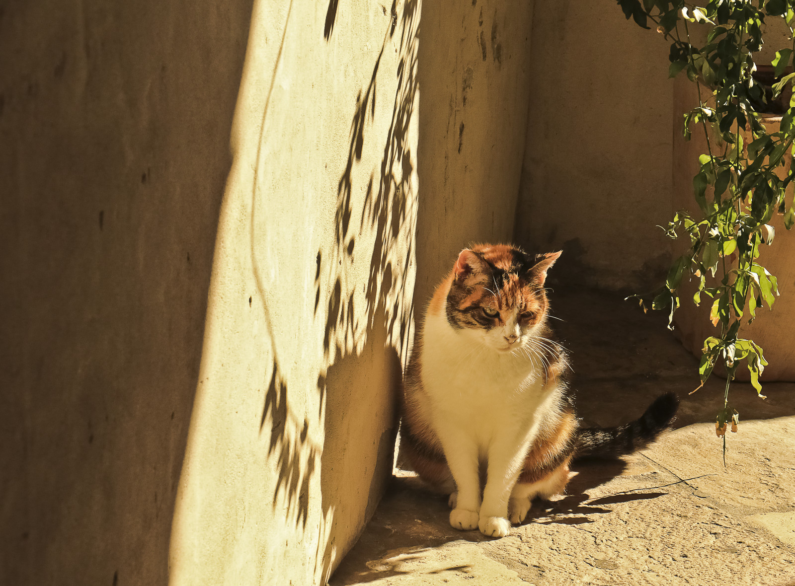 kat, gammel, by, arkitektur, bygning, træ, whiskers, kloster, Kroatien, Dubrovnik, udendørs, fauna, kat lignende pattedyr, snude, små til mellemstore katte, dominikanske