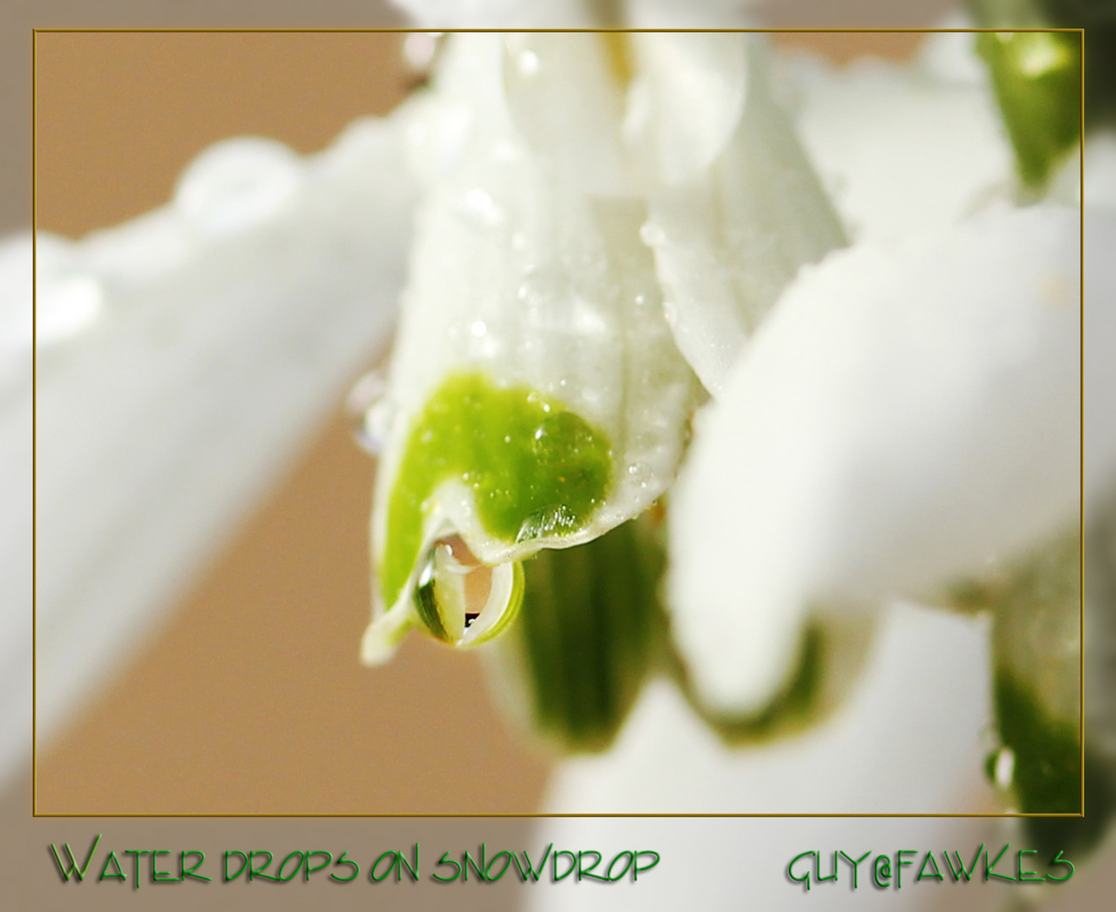 gotas de água, gotas, flor, Snowdrop, branco, Primavera, Macro, Ngc, Npc, Coth5