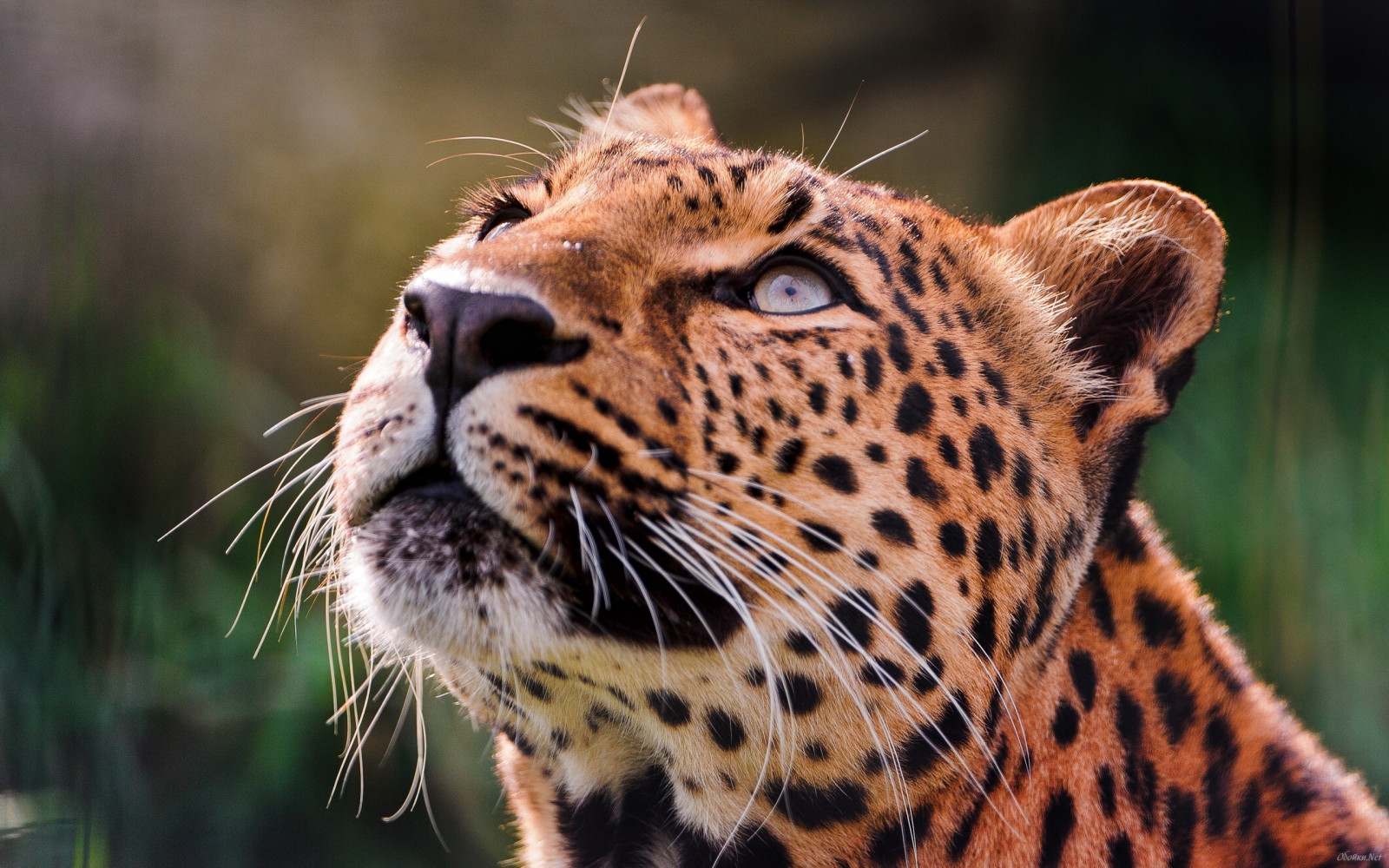 Wallpaper : leopard, brooding, eyes, muzzle 2560x1600 - - 749869 - HD ...