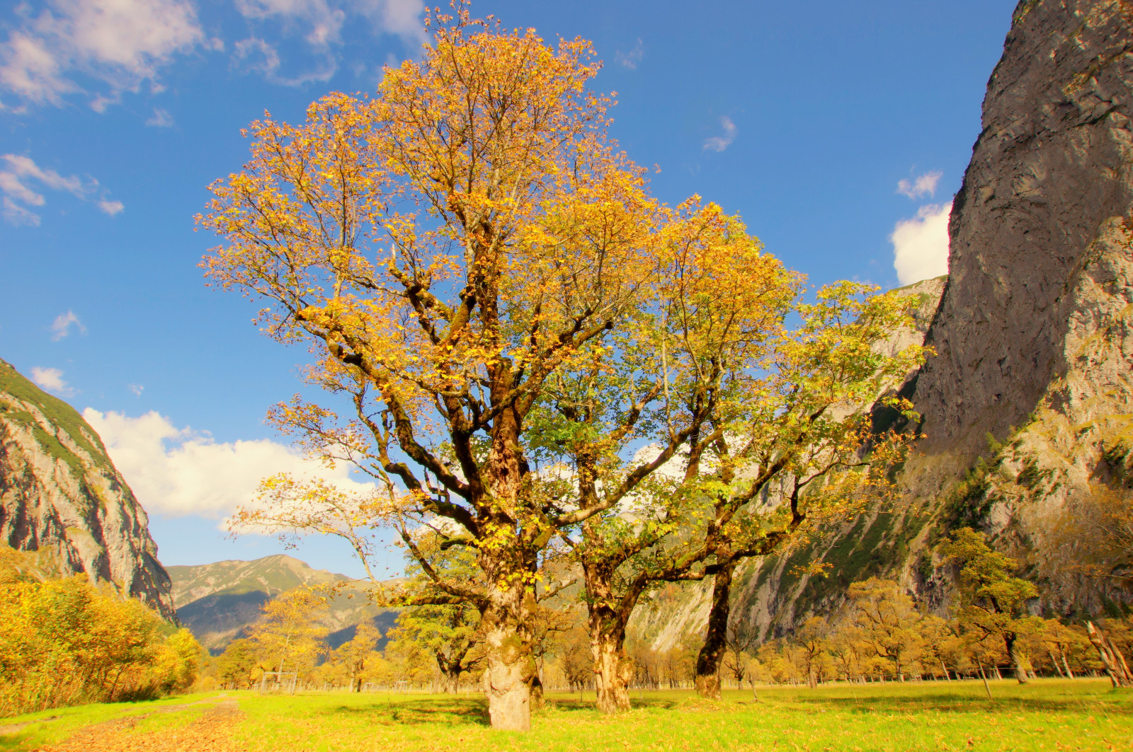 træer, landskab, efterår, bjerge, natur, Østrig, PENTAX, træ, gylden, efterår, blad, ahorn, blomst, plante, sæson, farver, eng, Ricoh, Herbst, dan, Karwendel, Berge, b ume, Osterreich, skov, landdistrikt, jord plante, blomstrende plante, vedplante, økosystem, løvfældende, k3, ahorn, groserahornboden