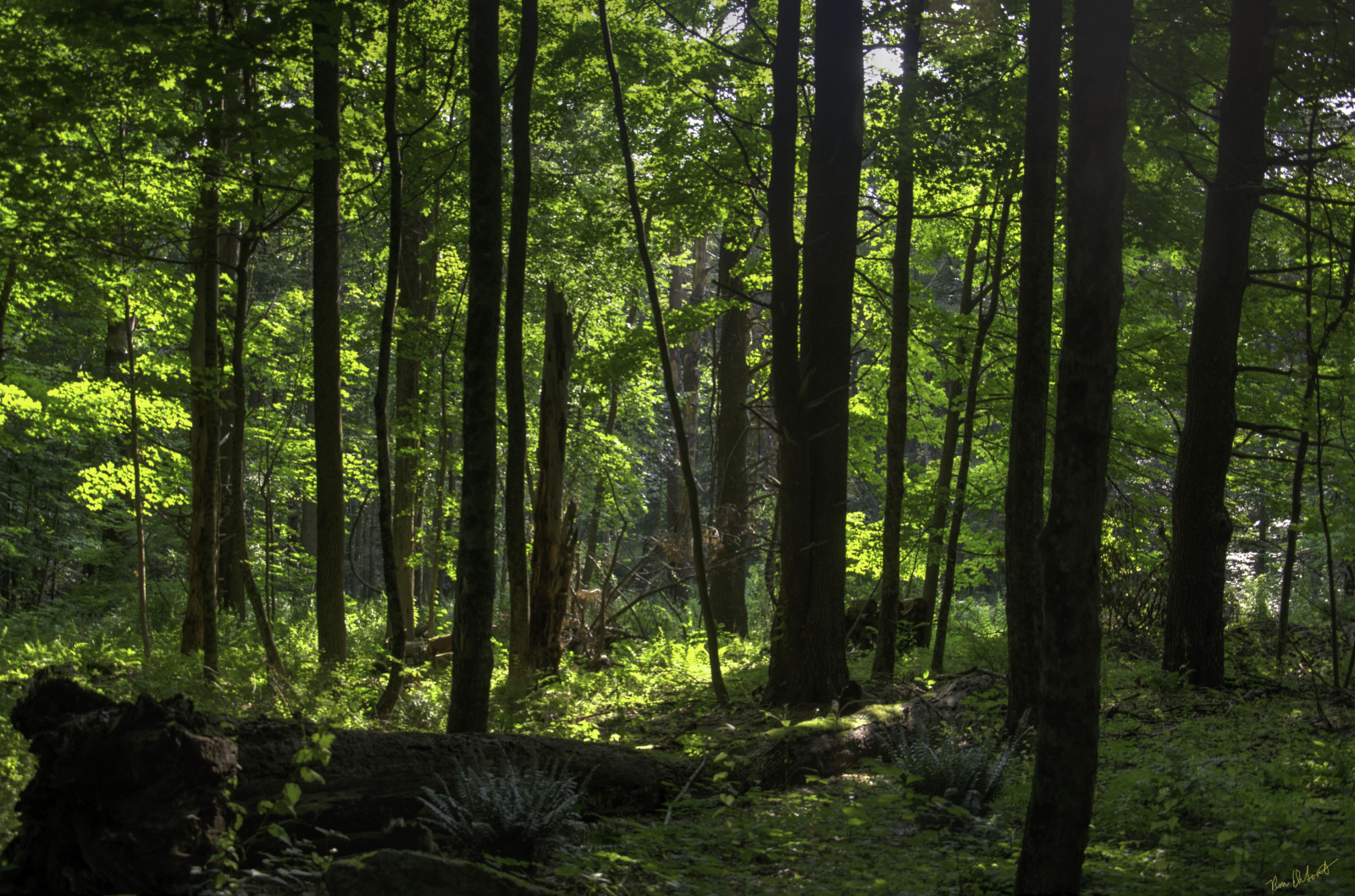 Wallpaper wood, trees, light, sunlight, green, nature, HDR 4908x3250