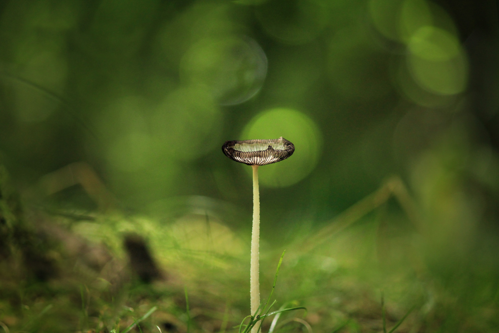 slunečnímu záření, les, voda, Příroda, odraz, tráva, houba, zelená, Kánon, letní, bokeh, rosa, venkovský, 2014, světlo, hloubka pole, list, květ, rostlina, flóra, venkov, les, louka, houby, trávník, zálesí, botanika, suchozemská rostlina, zblízka, makro fotografie, tráva rodina, závod stonek, vlhkost, eos1100d, coprinopsislagopus, harefootmushroom