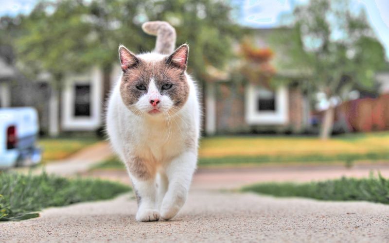猫, 动物, 晶须, 猫, 小猫, 哺乳动物 猫, 动物, 晶须, 猫, 小猫, 哺乳动物