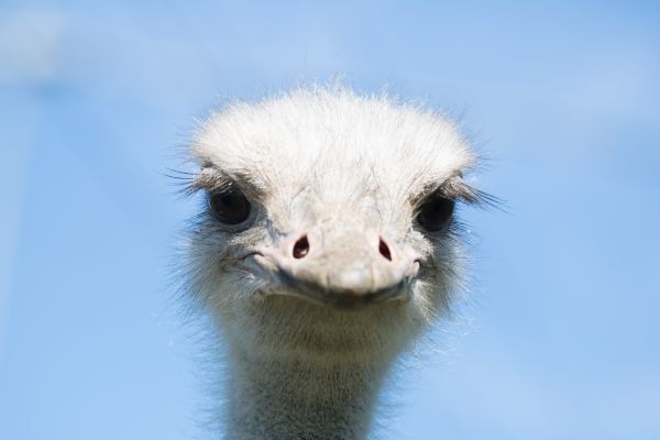 Zoo,beak,ostrich,animal,bird,djur