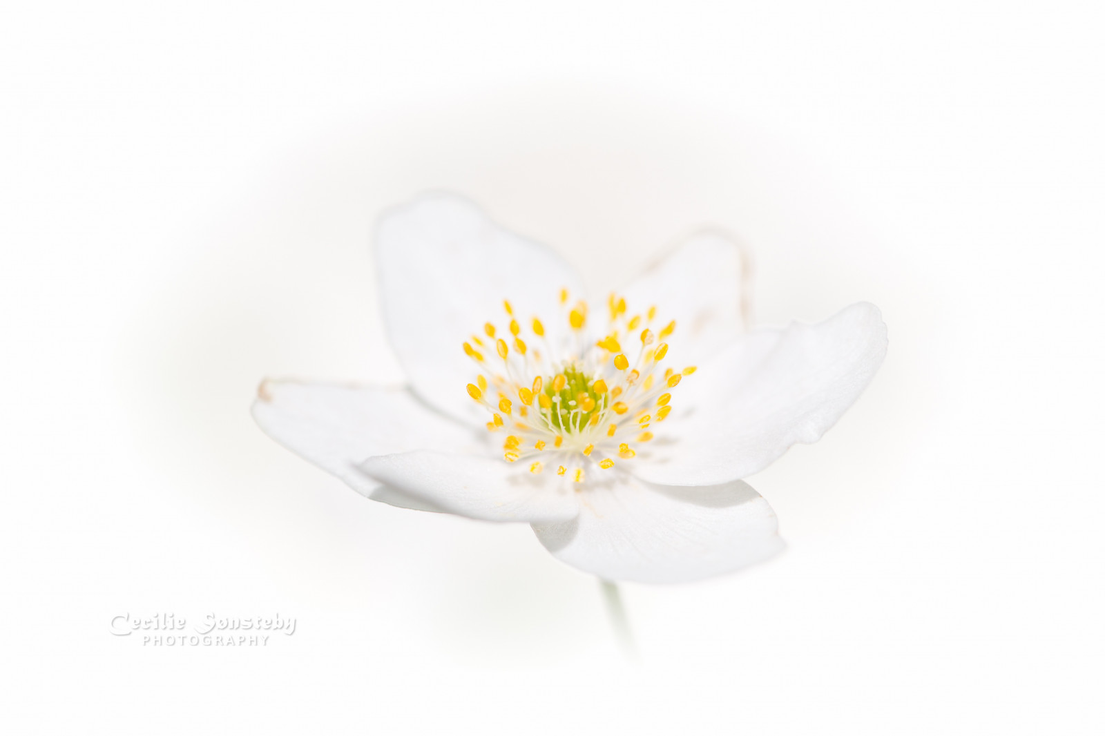 Anemonenemorosa, Kánon, canon5dmarkiii, ef100mmf28lmacroisusm, Larvik, markiii, smět, Rekkevik, bokeh, detailní, květ, květiny, Hvitveis, makro, venkovní, okvětní lístek, Lístky, jaro, zastavit, stonky, bílý