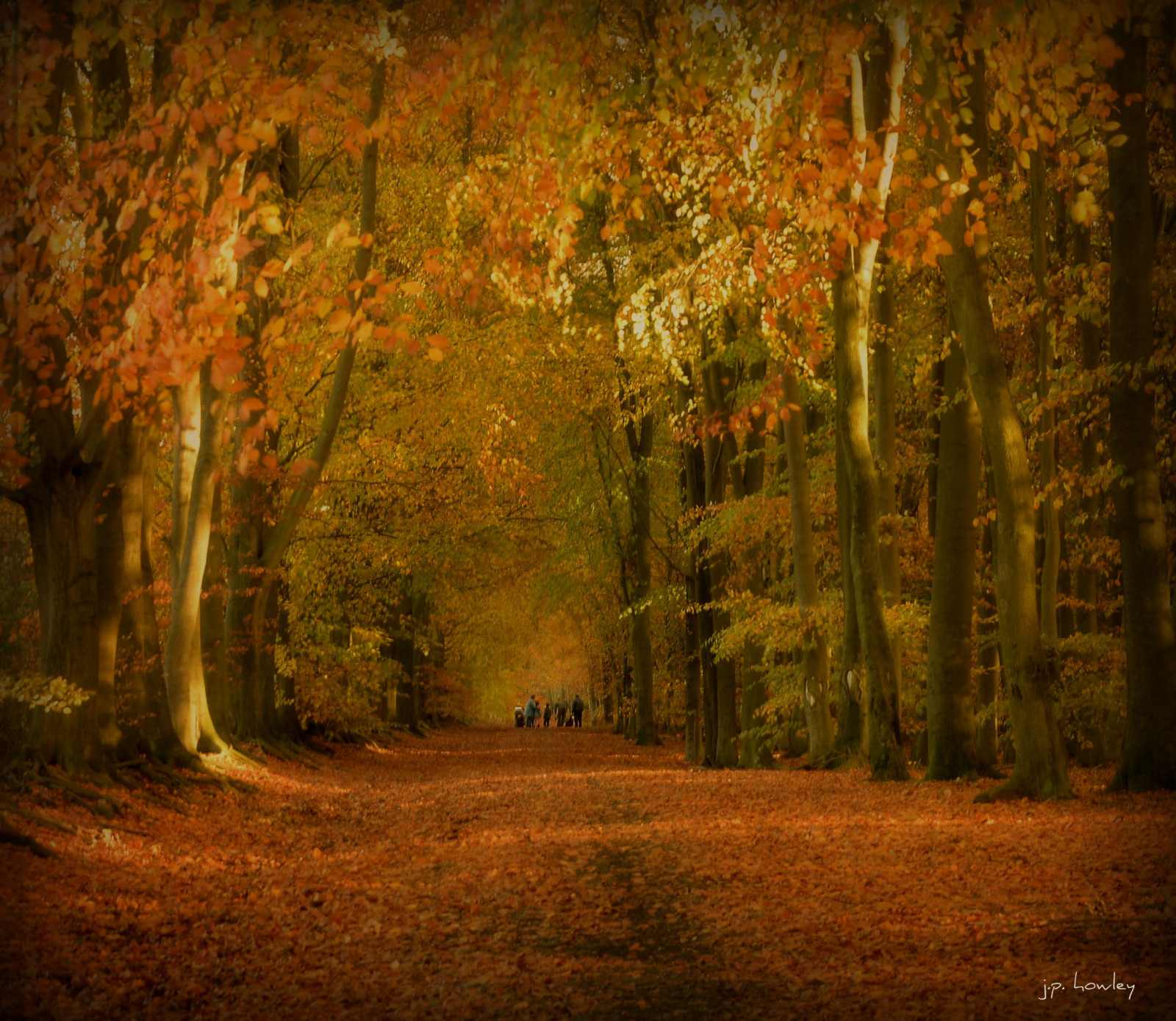 Wallpaper wood, UK, trees, England, green, nature, landscape