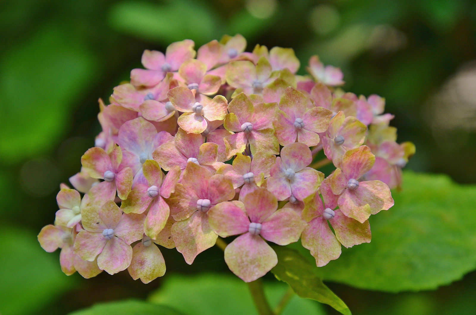 have, blomst, hortensia, blomst, plante, flora, kronblad, botanik, jord plante, blomstrende plante, Hortensia-familien, Busk, etårig plante, makrofotografering, Kornel-ordenen, hydrangea serrata