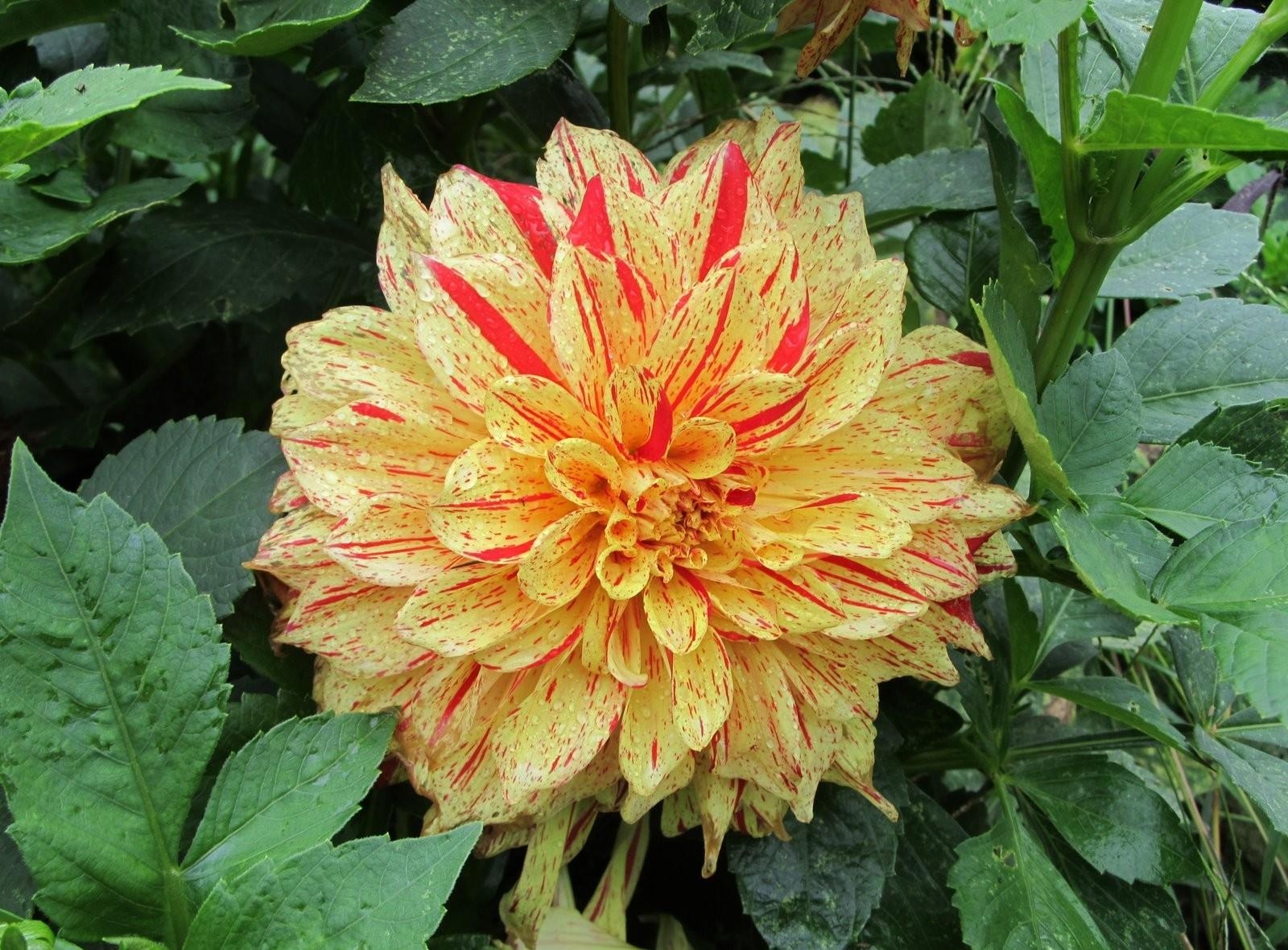 jiřina, květ, záhon, kapky, mokrý