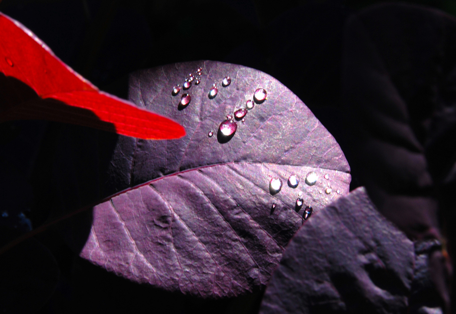 Spojené království, Anglie, voda, Krásná, zahrada, list, Británie, kapky vody, eastsussex, bexhillonsea, Smokebush, Smokebushleaf, saveearth, flickraward, firsttheearth, diamondclassphotographer, theperfectphotographer, goldstaraward, winnr, photoexplore, g n neniyisithebestofday, Creattivita, virtualjourney, Virtualjourney2