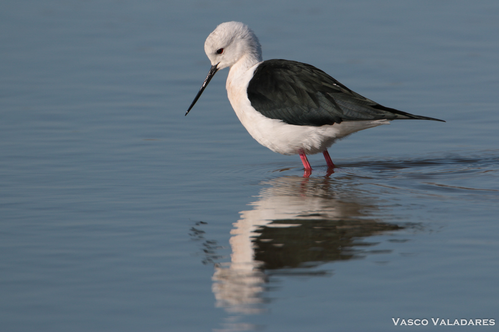 Wallpaper : shorebird, beak, fauna, stilt, seabird, charadriiformes