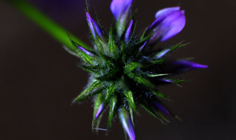 flóra, rostlina, květ, makro fotografie, nachový, zblízka