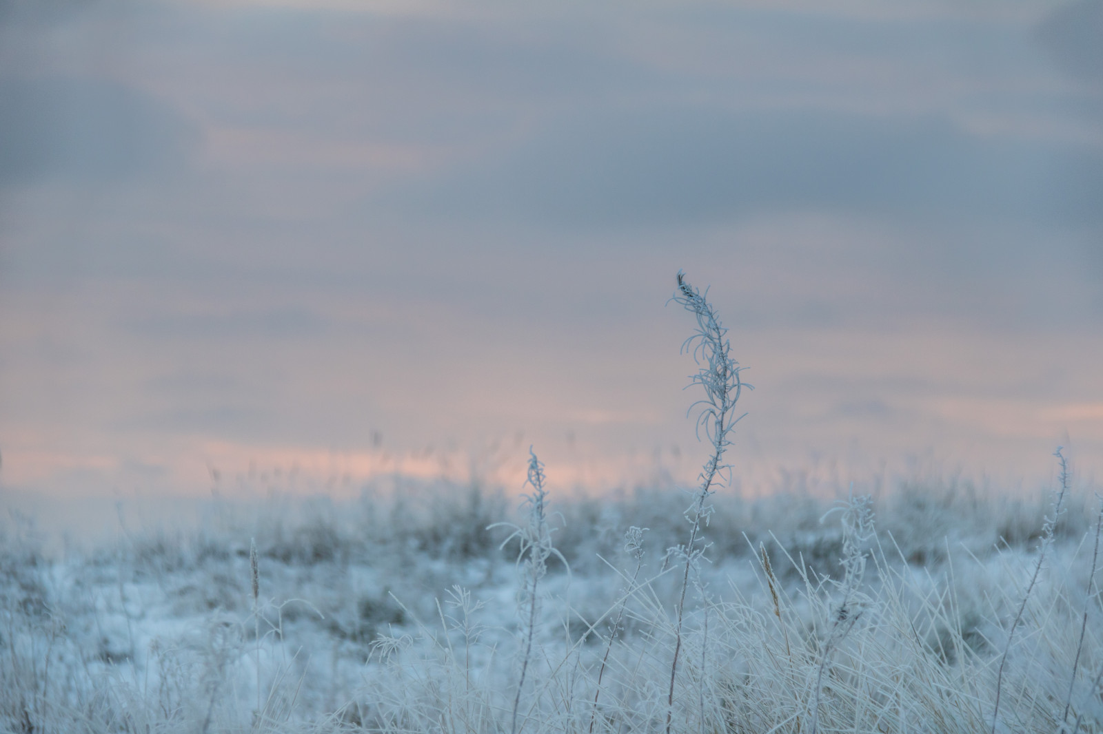slunečnímu záření, Příroda, tráva, nebe, sníh, zima, pole, Studený, ráno, mlha, mráz, vítr, Jinovatka, zmrazení, mrak, počasí, svítání, sezóna, Vinter, kallt, skateholm, rimfrost, prérie, místo výskytu, atmosférický jev, Atmosféra Země, tráva rodina