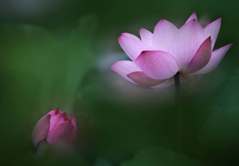 Kánon,Lotus,Různé květiny