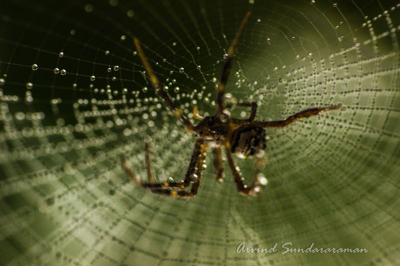 ragno,Aracnide,invertebrato,oppureb ragno tessitore,araneus,giardino ragno europeo
