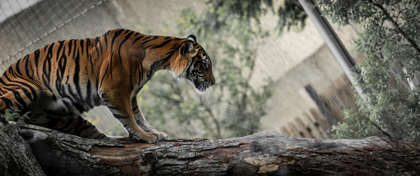 les, Londýn, tráva, tygr, Volně žijících živočichů, velké kočky, zoologická zahrada, kníry, Spojené království, strom, zvíře, fauna, savec, 100v10f, kočka jako savci, čenich, carnivoran, organismus, Londonzoo, terrestrial animal