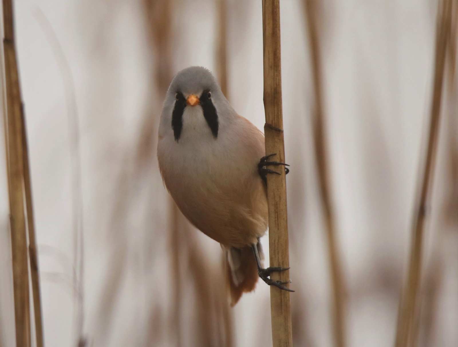 slunečnímu záření, sport, pole, makro, žlutý, mlha, hnědý, Kánon, bledý, Spojené království, vousatý, zobák, mlhavý, Drobný, Vrabec, MK2, Pěvec, americký ptáček, zvíře, flickr, Nový, zavřít, nahoru, venkovní, pták, pěnkava, fotografie, hloubka, malý, Pírko, sýkorka, hlasitý, sigma, mužský, kent, 7d, fauna, zobrazování, přidat, píseň, větvička, dungeness, prohlížení pták, Lejskovití, Emberizidae, peří, 150600, RSPB, grahamparrywildlife, ping, Rýžování