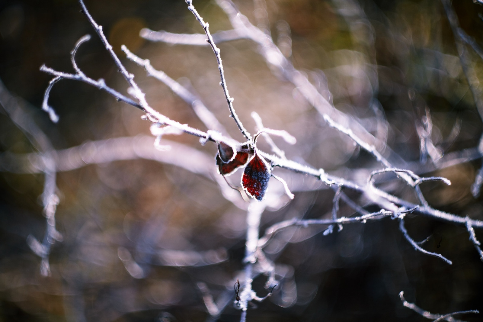 Wallpaper : ranting, Daun-daun, kering, bentuk 2583x1722 - 4kWallpaper ...