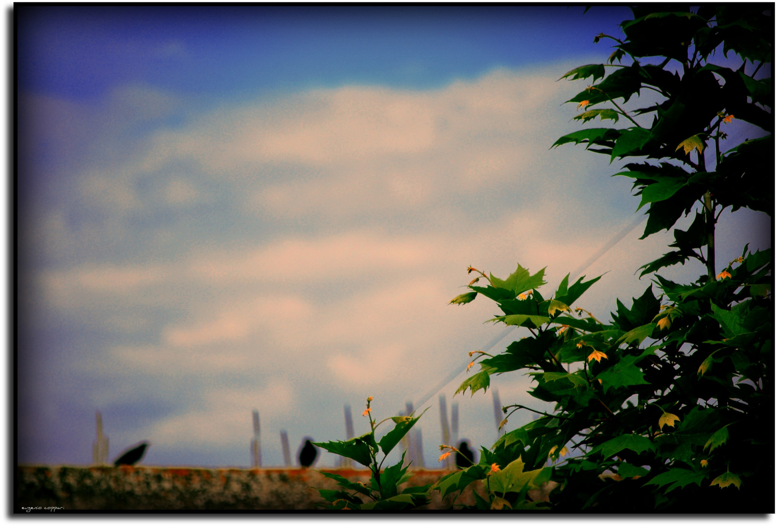 stromy, Přátelé, světlo, nebe, Itálie, strom, zelená, mě, Příroda, panoráma, alberi, fotografie, list, Nikon, Evropa, Italia, nuvole, země, natura, Campagna, arbres, cielo, Arvore, podrážka, Paesaggi, Marche, Jesi, Eugenio, Staffolo, Coppari, vaše země, paesaggimarchigiani, USC