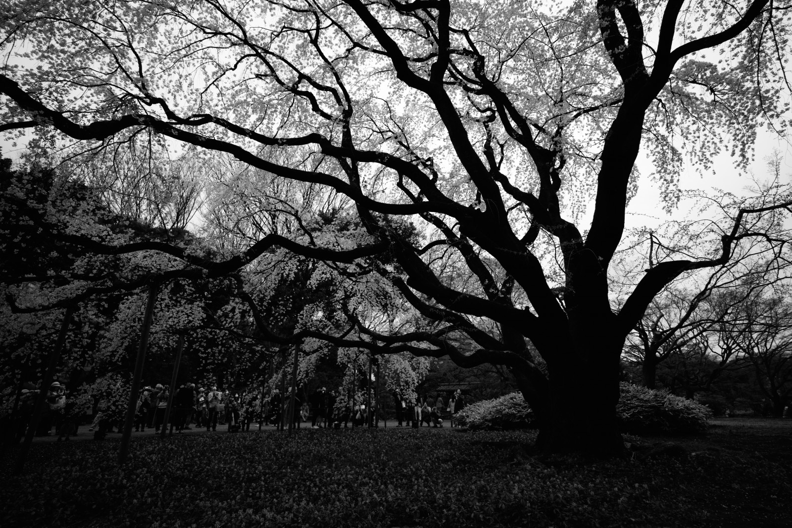 Japonsko, slunečnímu záření, les, černobílý, Příroda, fotografování, větev, Leica, Tokio, M, strom, podzim, list, květ, rostlina, sezóna, tělesné, sakura, Zeiss, carlzeiss, tma, Komagome, rikugien, Distagon, třešňové květy, leicam, typ240, distagon418, 418, weepingcherry, zálesí, Černý a bílý, monochromatické fotografování, dřevina