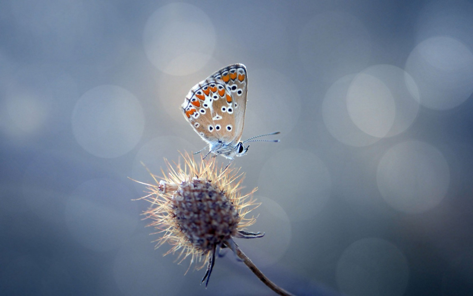 1680x1050 px, πεταλούδα, φύση