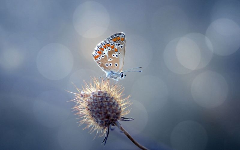 farfalla,natura,1680x1050 px