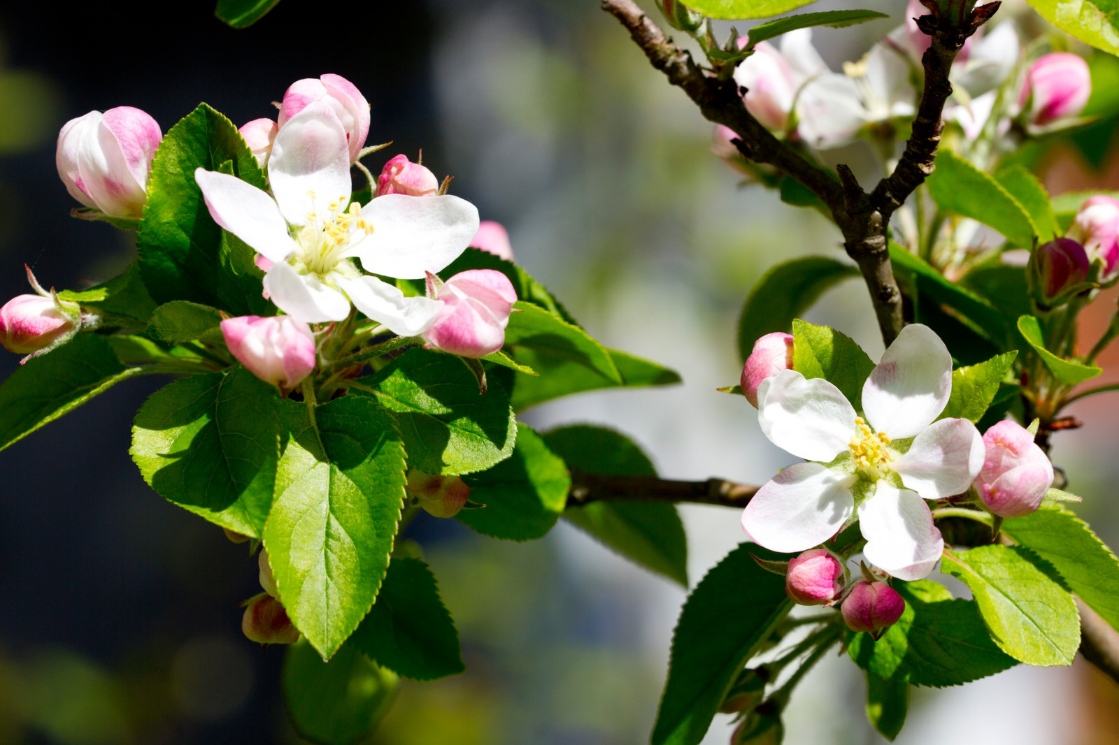 Wallpaper : food, flowers, branch, blossom, spring, apple, flower ...
