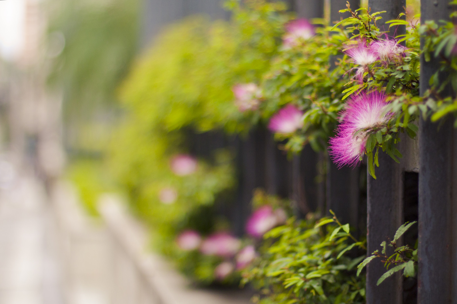 luce del sole, giardino, natura, erba, ramo, verde, giallo, Canone, fiorire, recinto, bokeh, rosa, primavera, ribelle, profondità di campo, autunno, foglia, fiore, pianta, stagione, flora, gdl, digitale, HFF, project365, eos, 365 giorni, 450d, botanica, arbusto, floristica, 50mmf14, fencefriday, xsi, day76, 76.365