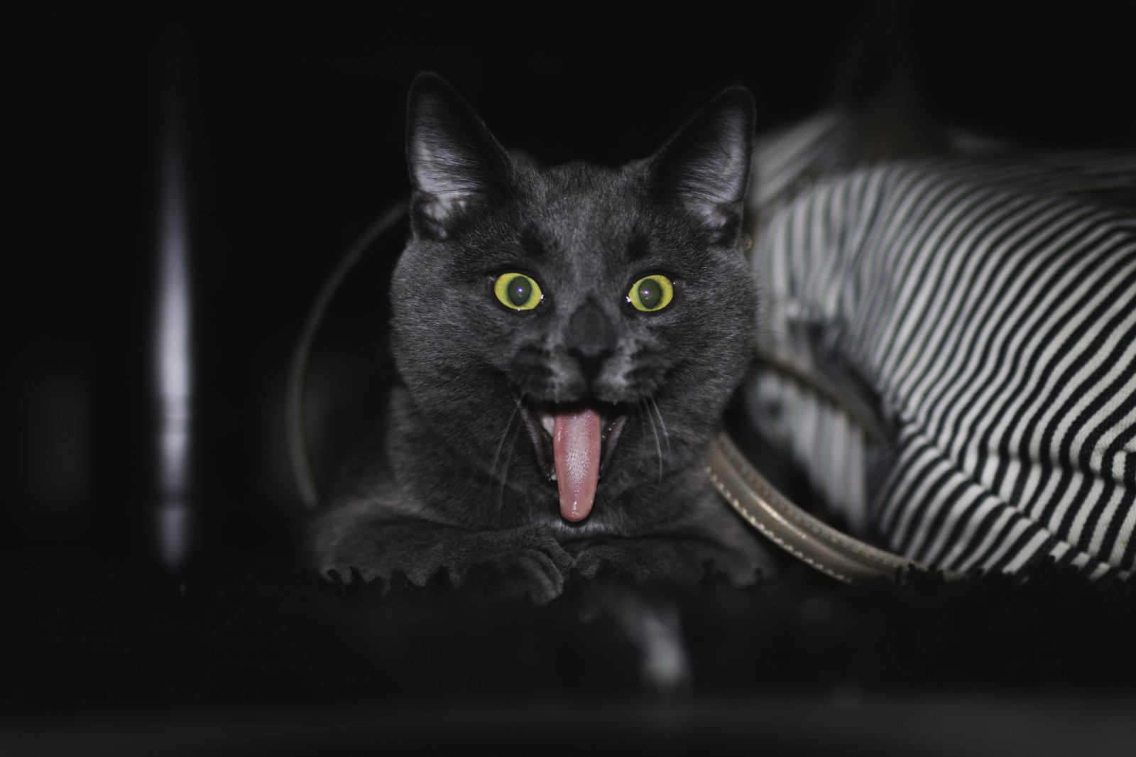 nero, gatto, monocromo, Norvegia, barba, Gatto nero, Canon 70D, mammifero, 5472x3648 px, bianco e nero, fotografia in bianco e nero, vertebrato, gatto come mammifero, di piccole e medie dimensioni gatti, gatto a pelo corto domestico, chartreux