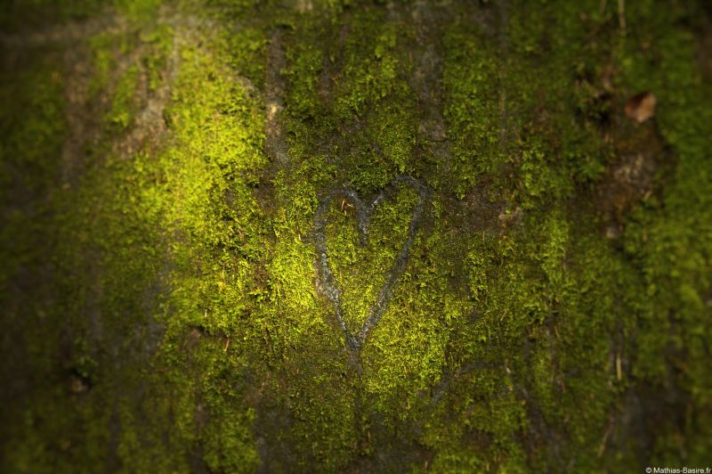 5202x3465 px,vosges,kärlek,makro,natur