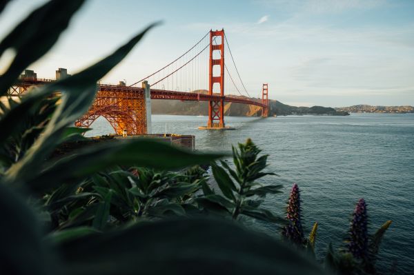 river,bridge,California,Golden Gate Bridge,plants,San Francisco