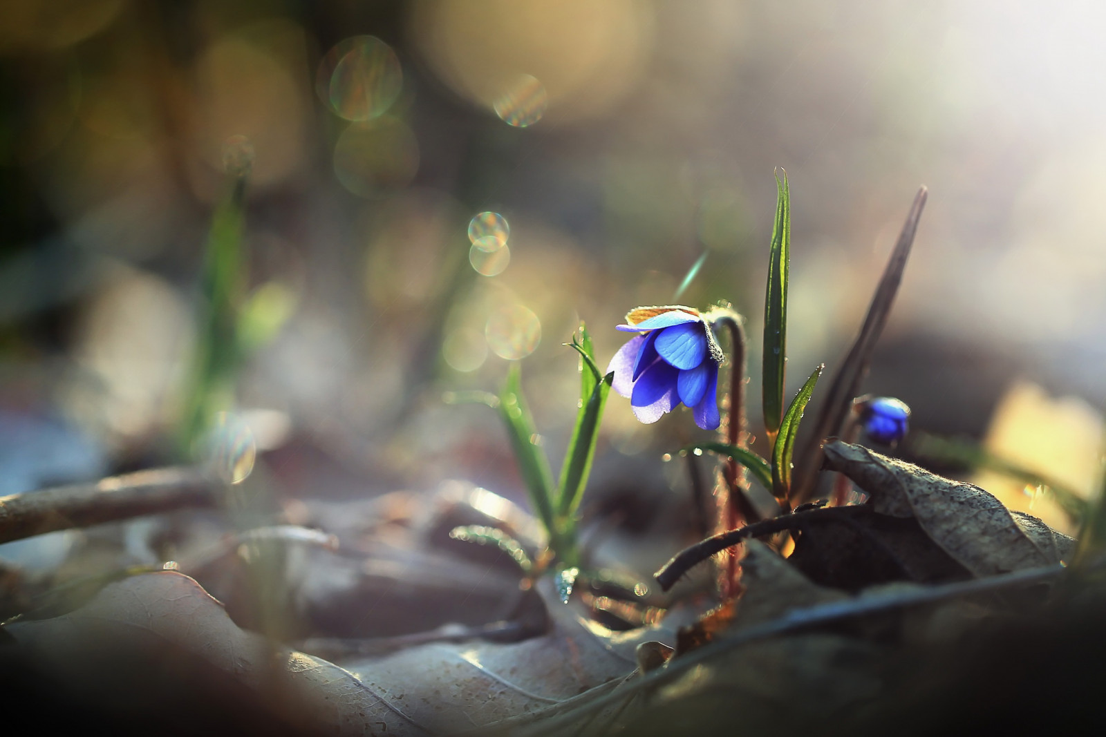 planter, makro, blomster