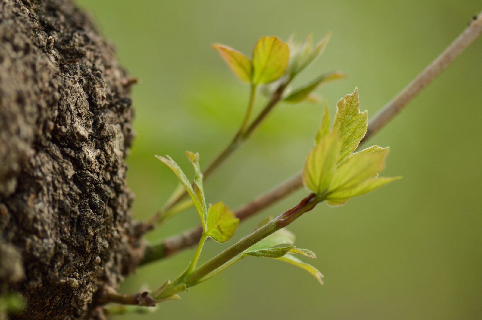 Wallpaper : forest, leaves, branch, green, 2015, spring, tree, leaf ...