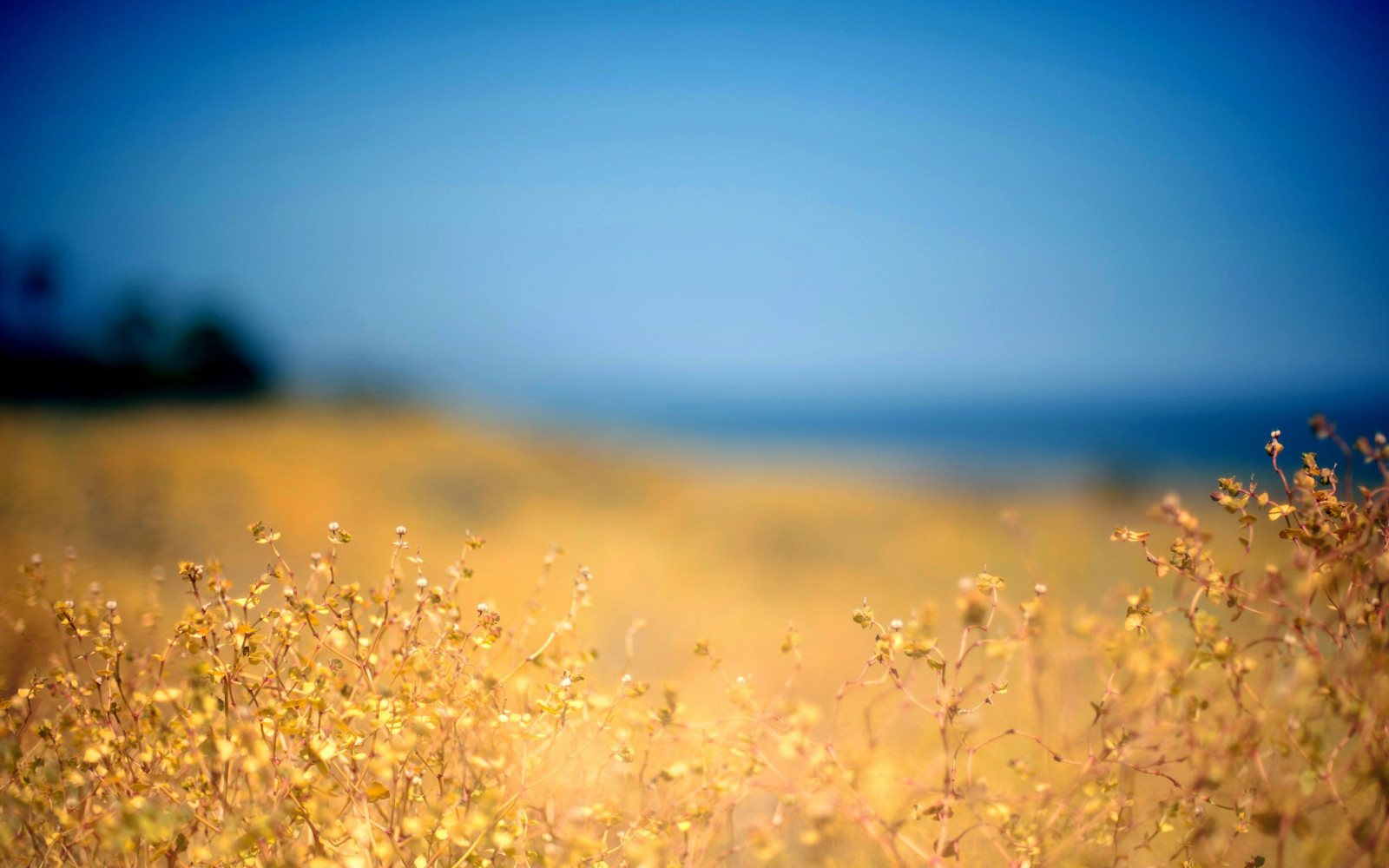 Wallpaper : grass, yellow, foreground, autumn, sky, blue, protected