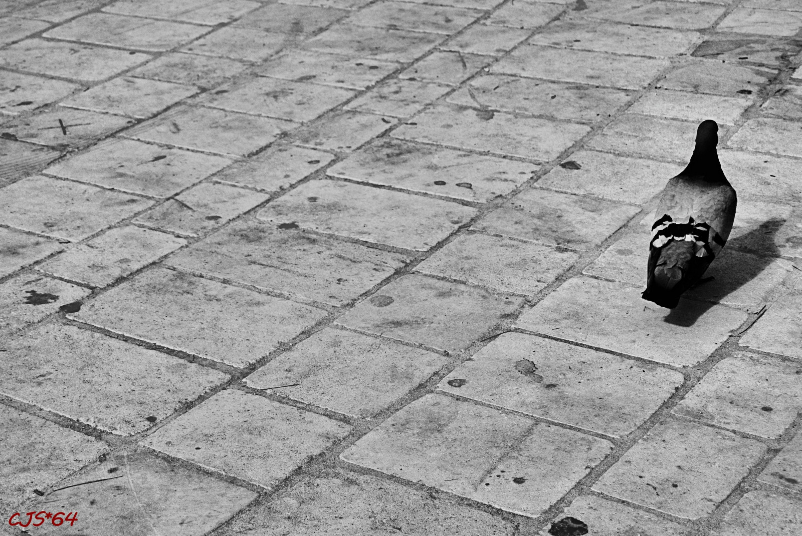 tělesné, Dovolená, pták, Létat, Černá bílá, Španělsko, Nikon, dovolená, sama, sólo, j2, Pidgeon, menorca, CJS, nikon1, craigsunter, cjs64