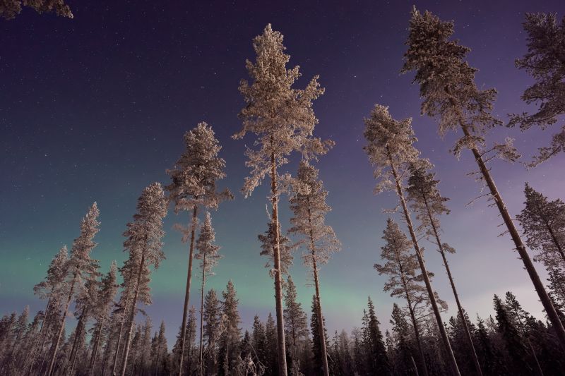 nature,landscape,trees,sky,mathernature,forest