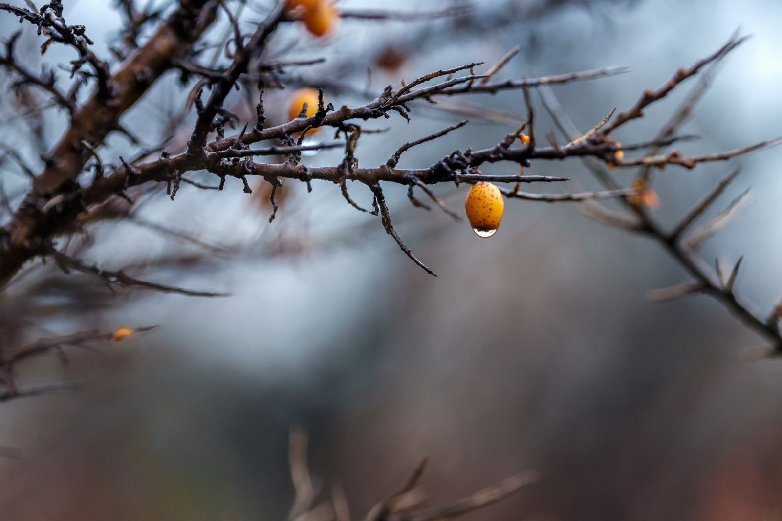 slunečnímu záření, voda, Příroda, odraz, sníh, zima, větev, ráno, mráz, květ, bokeh, jeřabin, jaro, Fujifilm, strom, hloubka pole, podzim, list, květ, rostlina, venkovní, bobule, sezóna, pokles, flóra, kapička, keř, XT1, větvička, zblízka, makro fotografie, trny trny a trny, fujinonxf90mmf2rlmwr, řešetlák, duindoorn, bes, Bessen, besje, besjes