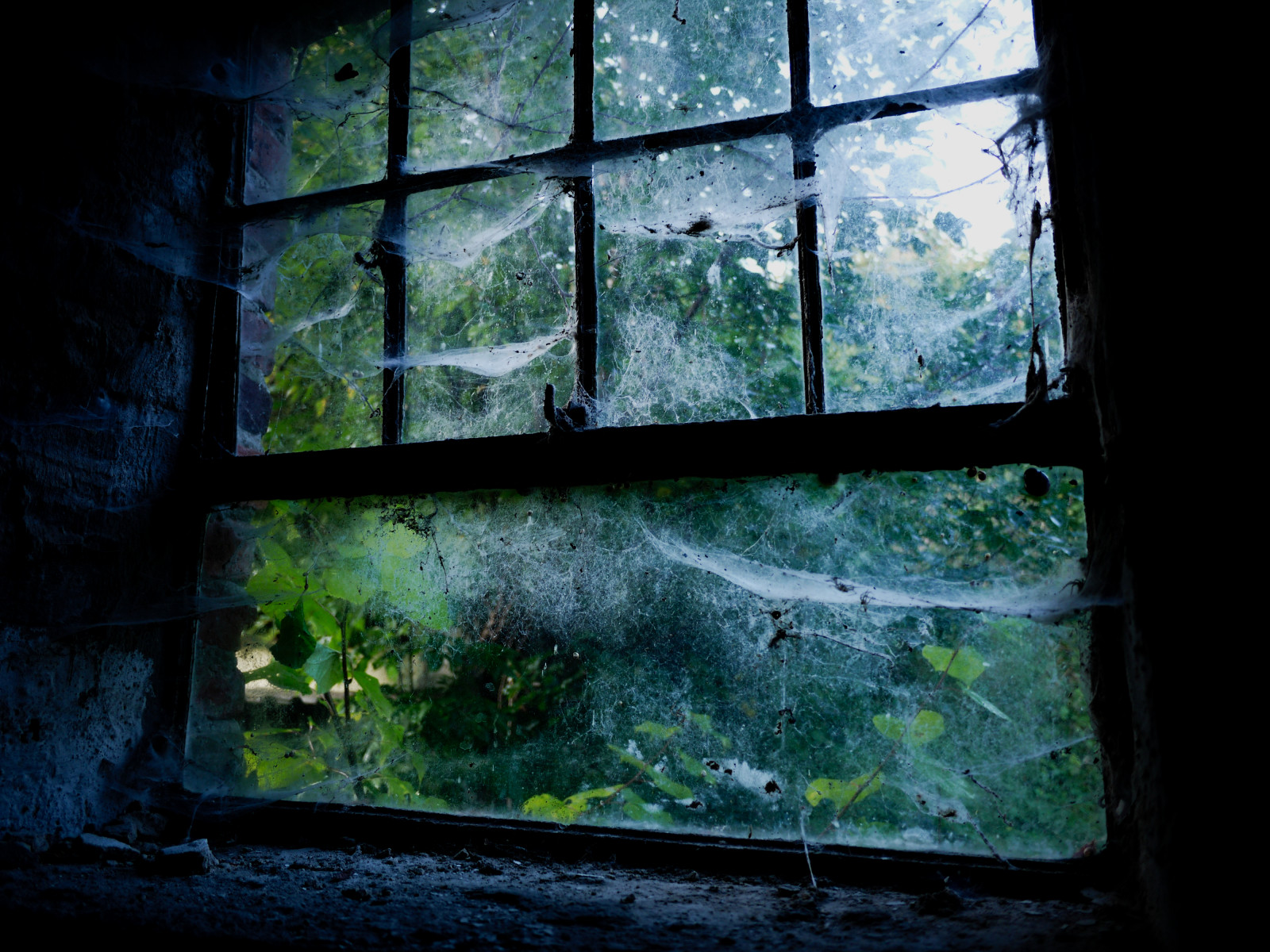 antiguo, ligero, ventana, araña, decaer, web, Gf2