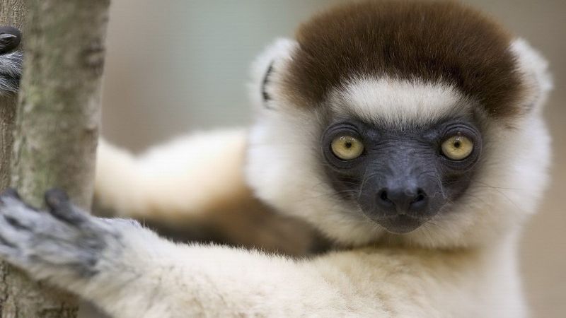 dieren,lemur,1920x1080 px,Sifaka