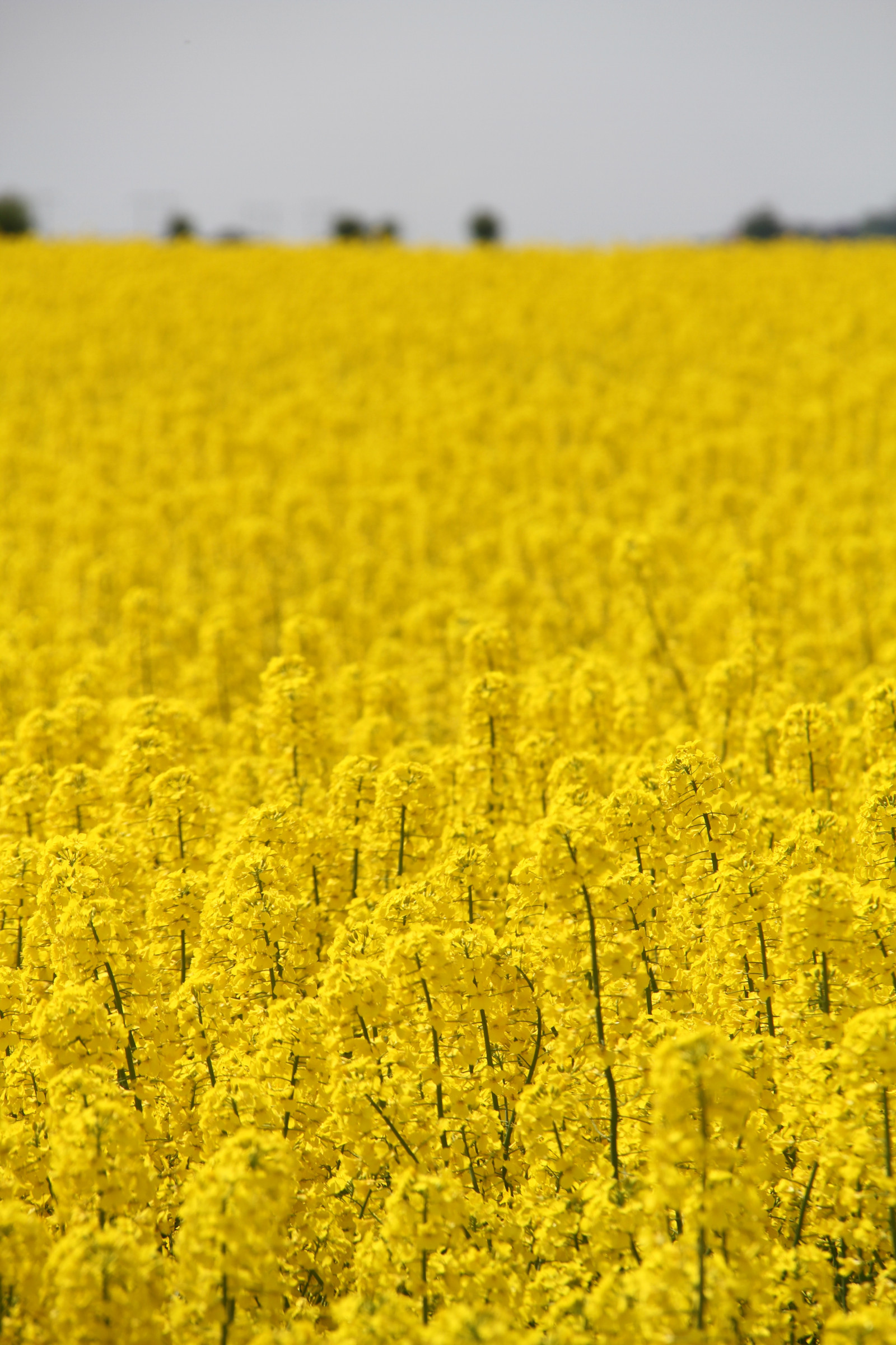Wallpaper : landscape, food, field, yellow, Rapeseed, flower ...
