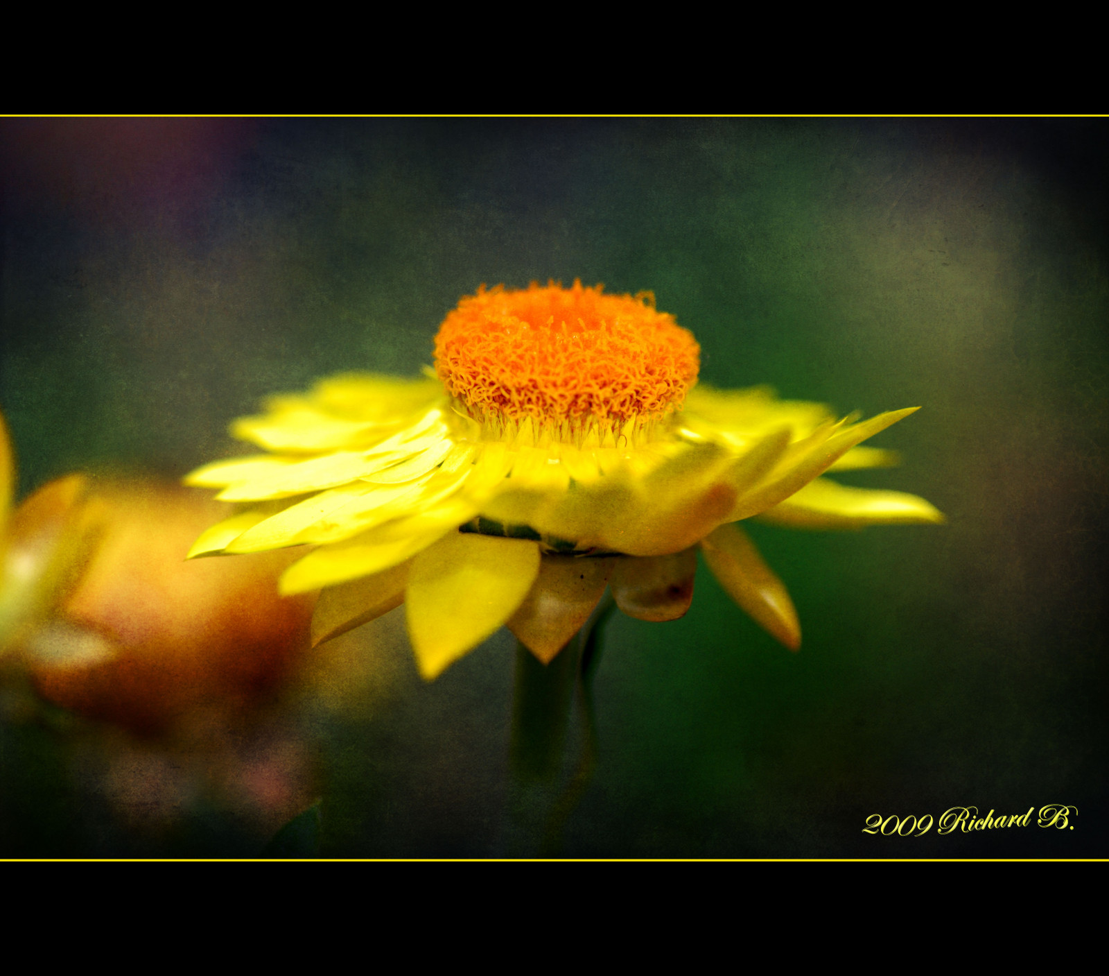 Příroda, fotografování, makro, žlutý, Nikon, pyl, list, květ, rostlina, flóra, okvětní lístek, květ, fauna, theunforgettablepictures, aplusphoto, D80, magicunicornverybest, divoká rostlina, superaplus, botanika, suchozemská rostlina, kvetoucí rostlina, zblízka, makro fotografie, závod stonek, daisy rodina, nektar