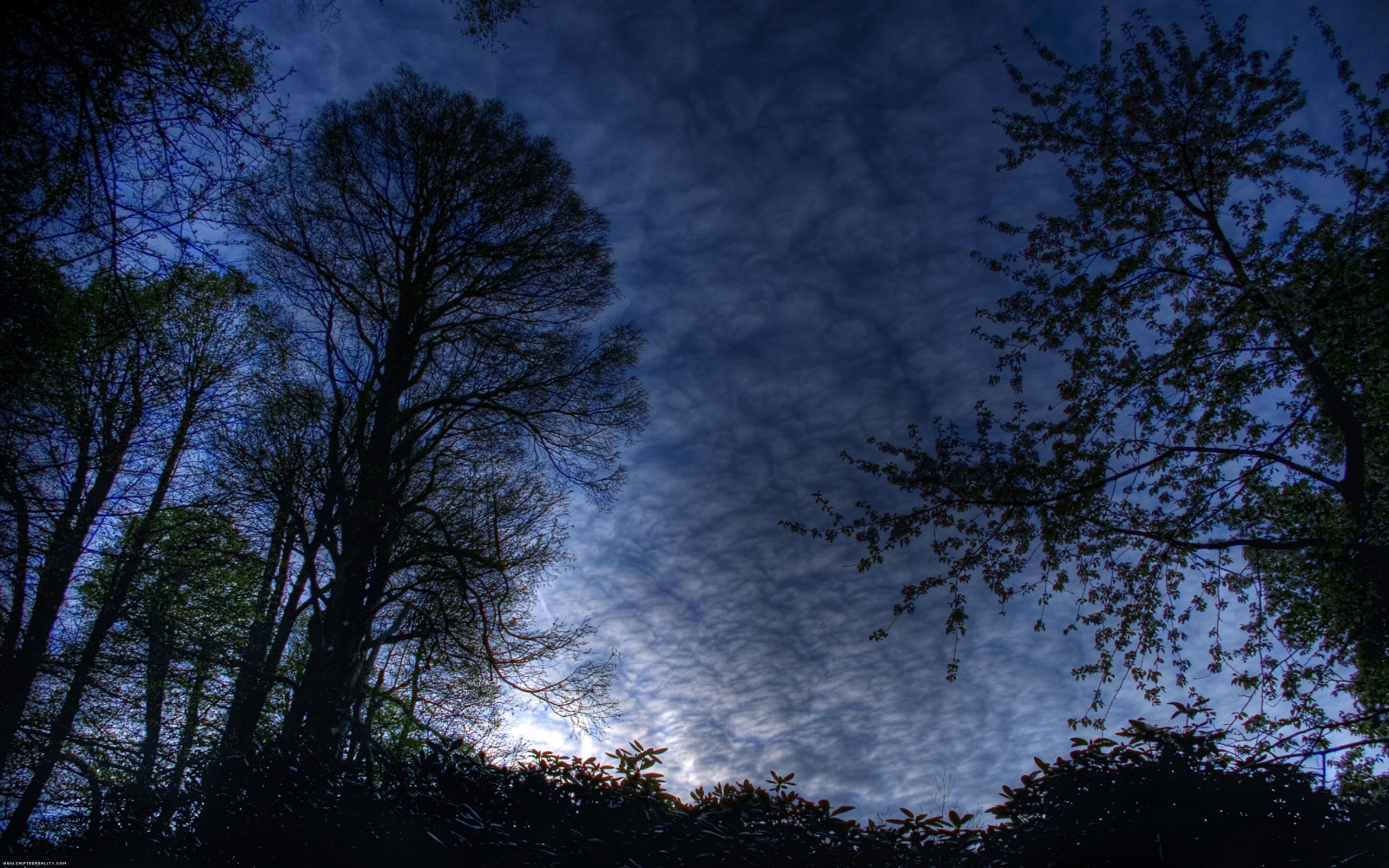 sollys, træer, Skov, nat, natur, afspejling, himmel, afdeling, aften, morgen, tåge, måneskin, atmosfære, skumring, lys, Sky, træ, efterår, blad, daggry, plante, mørke, atmosfærisk fænomen, vedplante, himmellegeme
