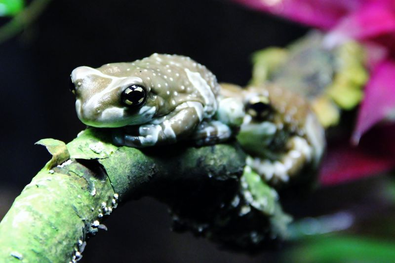 makro, žába, Frosch, Baumfrosch, canoneos600d makro, žába, Frosch, Baumfrosch, canoneos600d