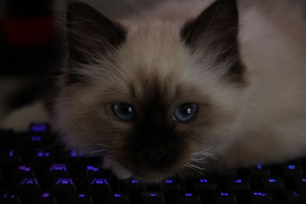 cats,blue eyes,animals,keyboards
